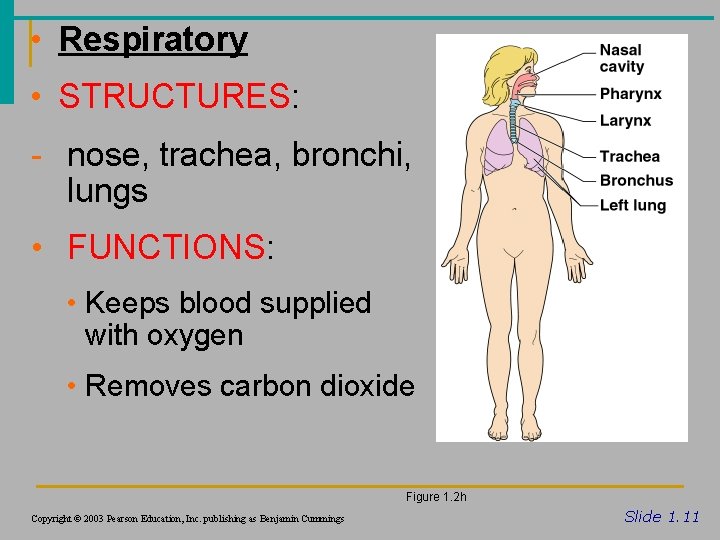  • Respiratory • STRUCTURES: - nose, trachea, bronchi, lungs • FUNCTIONS: • Keeps