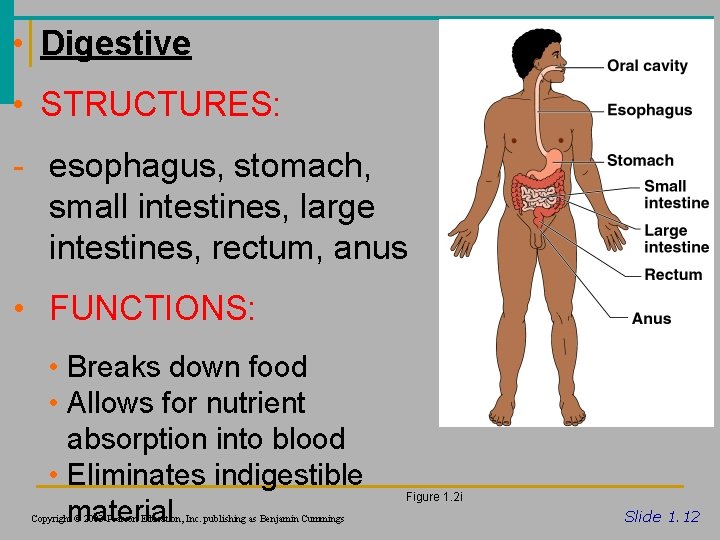  • Digestive • STRUCTURES: - esophagus, stomach, small intestines, large intestines, rectum, anus