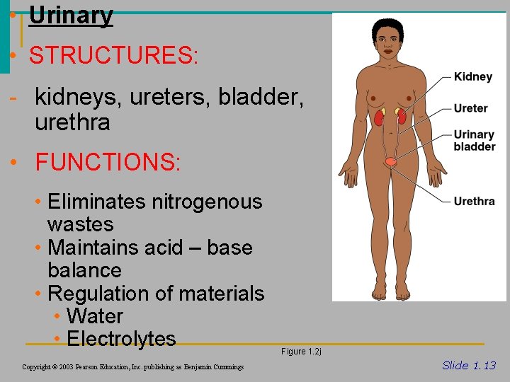  • Urinary • STRUCTURES: - kidneys, ureters, bladder, urethra • FUNCTIONS: • Eliminates