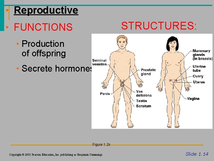  • Reproductive STRUCTURES: • FUNCTIONS • Production of offspring • Secrete hormones Figure