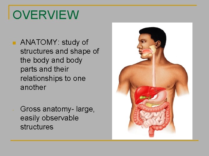 OVERVIEW n ANATOMY: study of structures and shape of the body and body parts