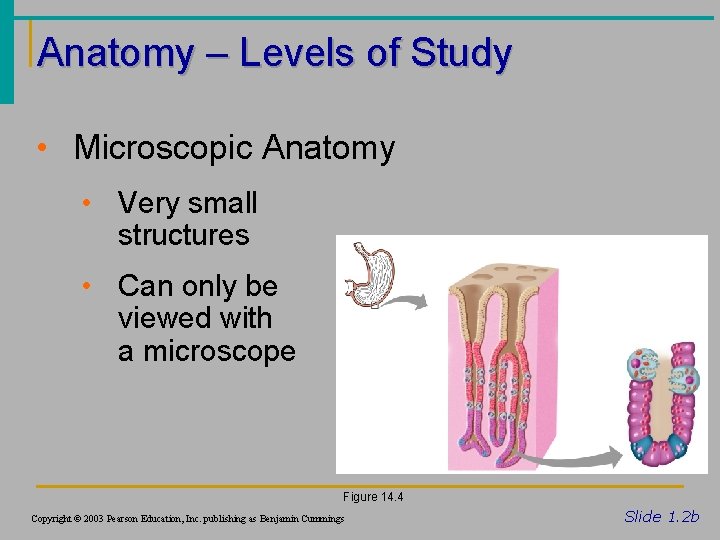 Anatomy – Levels of Study • Microscopic Anatomy • Very small structures • Can