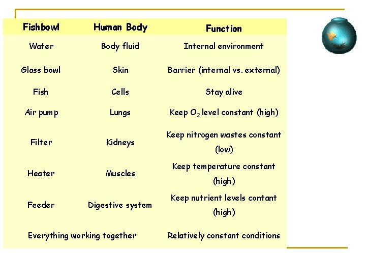 Fishbowl Human Body Function Water Body fluid Internal environment Glass bowl Skin Barrier (internal