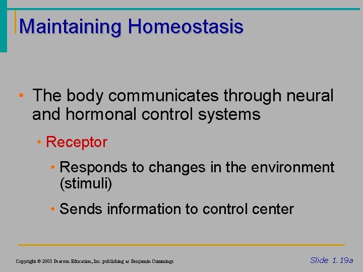 Maintaining Homeostasis • The body communicates through neural and hormonal control systems • Receptor
