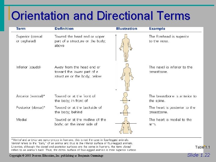 Orientation and Directional Terms Table 1. 1 Copyright © 2003 Pearson Education, Inc. publishing