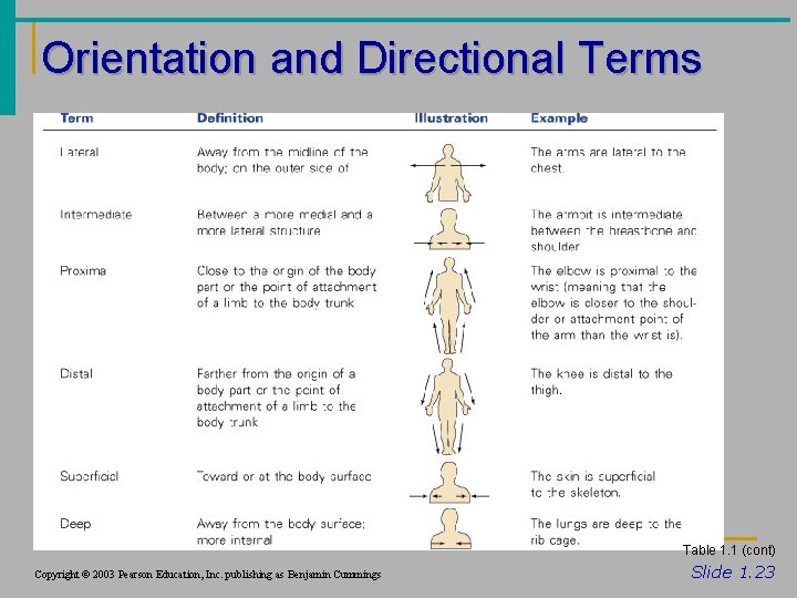Orientation and Directional Terms Table 1. 1 (cont) Copyright © 2003 Pearson Education, Inc.