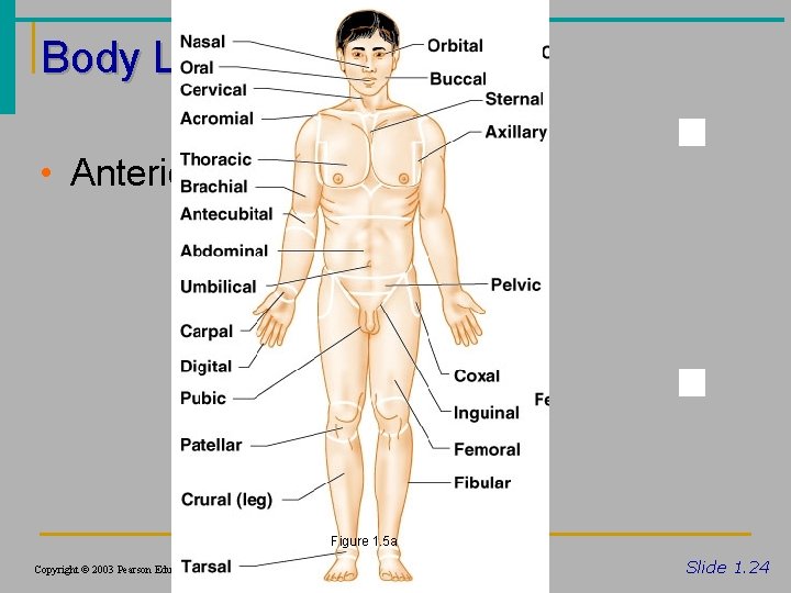 Body Landmarks • Anterior Figure 1. 5 a Copyright © 2003 Pearson Education, Inc.