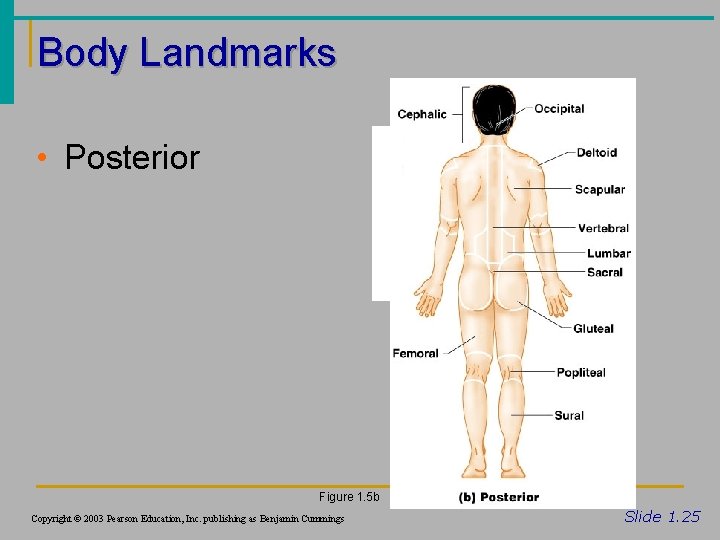 Body Landmarks • Posterior Figure 1. 5 b Copyright © 2003 Pearson Education, Inc.