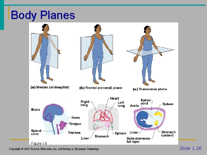 Body Planes Figure 1. 6 Copyright © 2003 Pearson Education, Inc. publishing as Benjamin