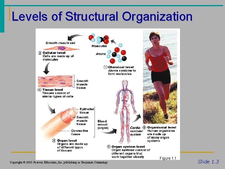 Levels of Structural Organization Figure 1. 1 Copyright © 2003 Pearson Education, Inc. publishing