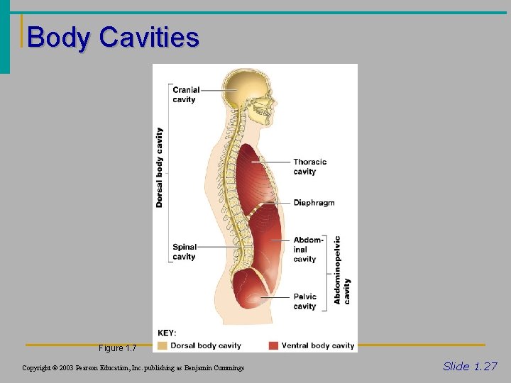 Body Cavities Figure 1. 7 Copyright © 2003 Pearson Education, Inc. publishing as Benjamin
