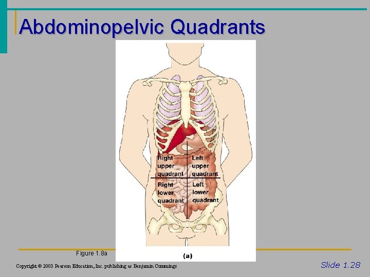 Abdominopelvic Quadrants Figure 1. 8 a Copyright © 2003 Pearson Education, Inc. publishing as