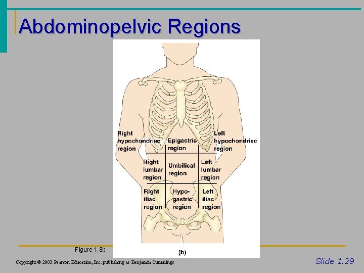 Abdominopelvic Regions Figure 1. 8 b Copyright © 2003 Pearson Education, Inc. publishing as