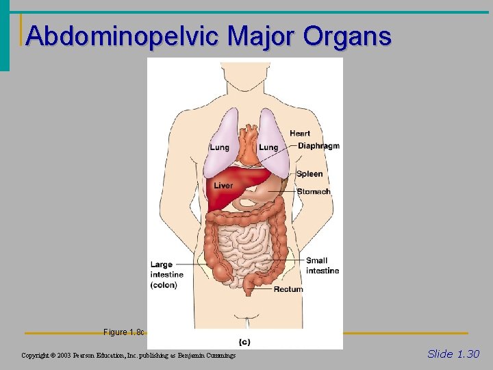 Abdominopelvic Major Organs Figure 1. 8 c Copyright © 2003 Pearson Education, Inc. publishing