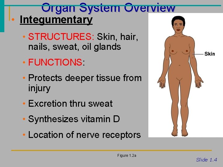 Organ System Overview • Integumentary • STRUCTURES: Skin, hair, nails, sweat, oil glands •