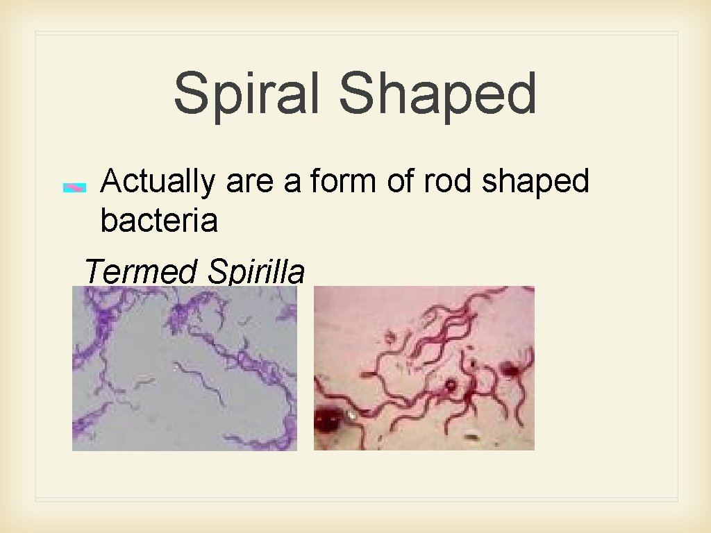 Spiral Shaped Actually are a form of rod shaped bacteria Termed Spirilla 