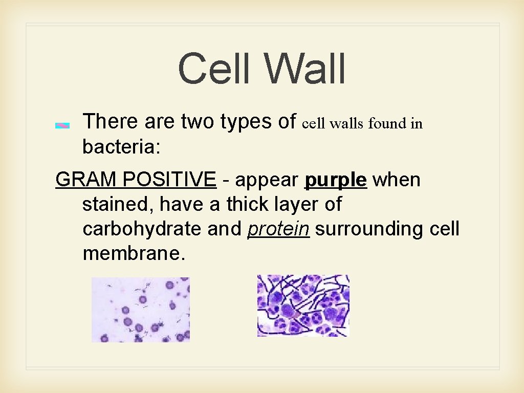 Cell Wall There are two types of cell walls found in bacteria: GRAM POSITIVE