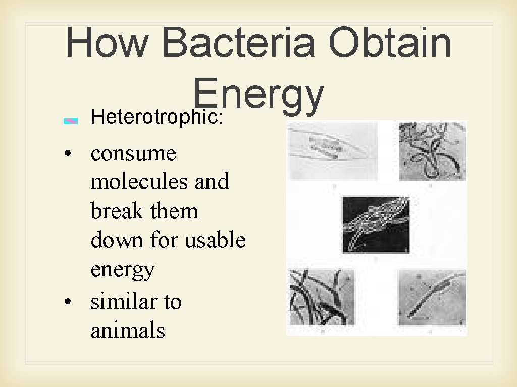 How Bacteria Obtain Energy Heterotrophic: • consume molecules and break them down for usable