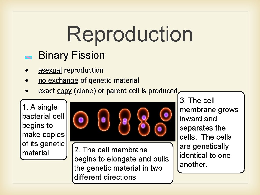 Reproduction Binary Fission • • • asexual reproduction no exchange of genetic material exact