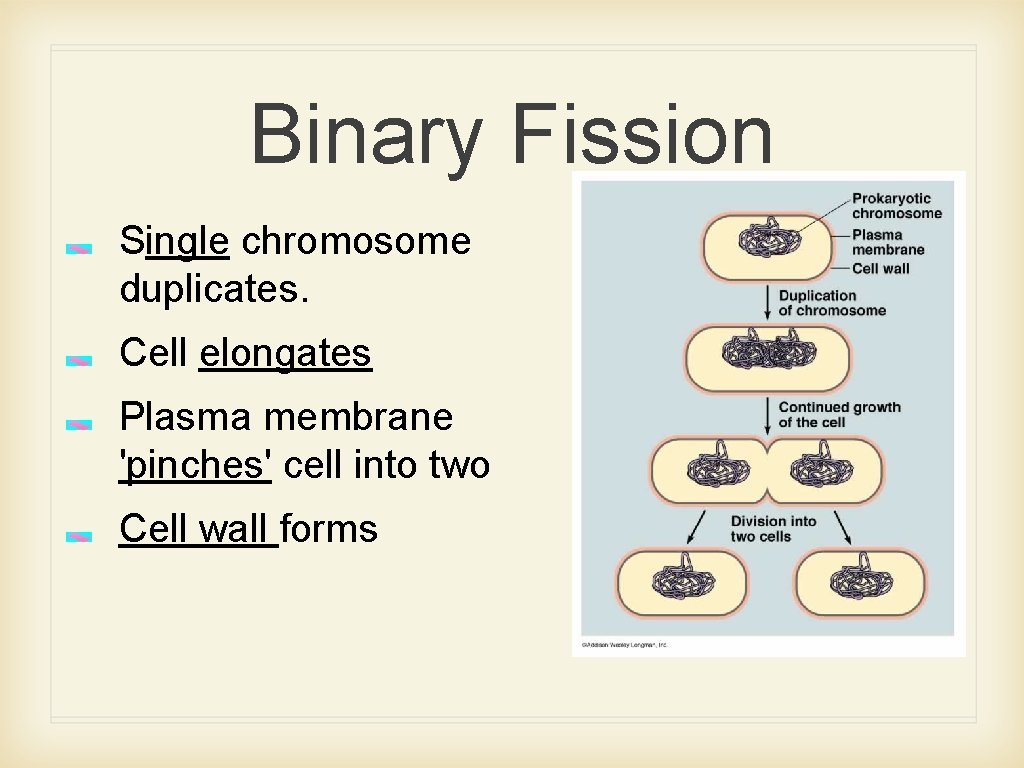 Binary Fission Single chromosome duplicates. Cell elongates Plasma membrane 'pinches' cell into two Cell