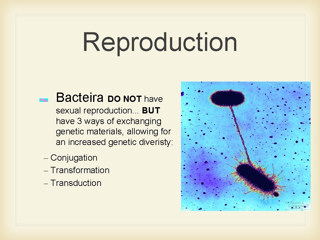 Reproduction Bacteira DO NOT have sexual reproduction. . . BUT have 3 ways of