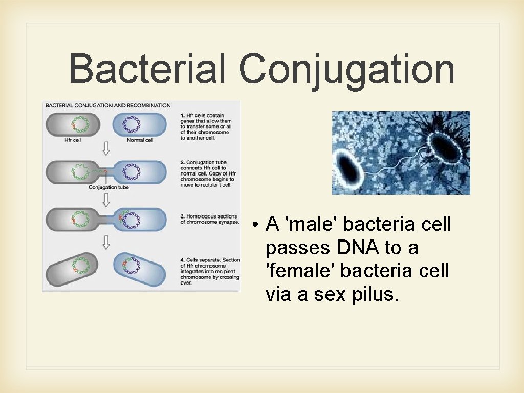 Bacterial Conjugation • A 'male' bacteria cell passes DNA to a 'female' bacteria cell