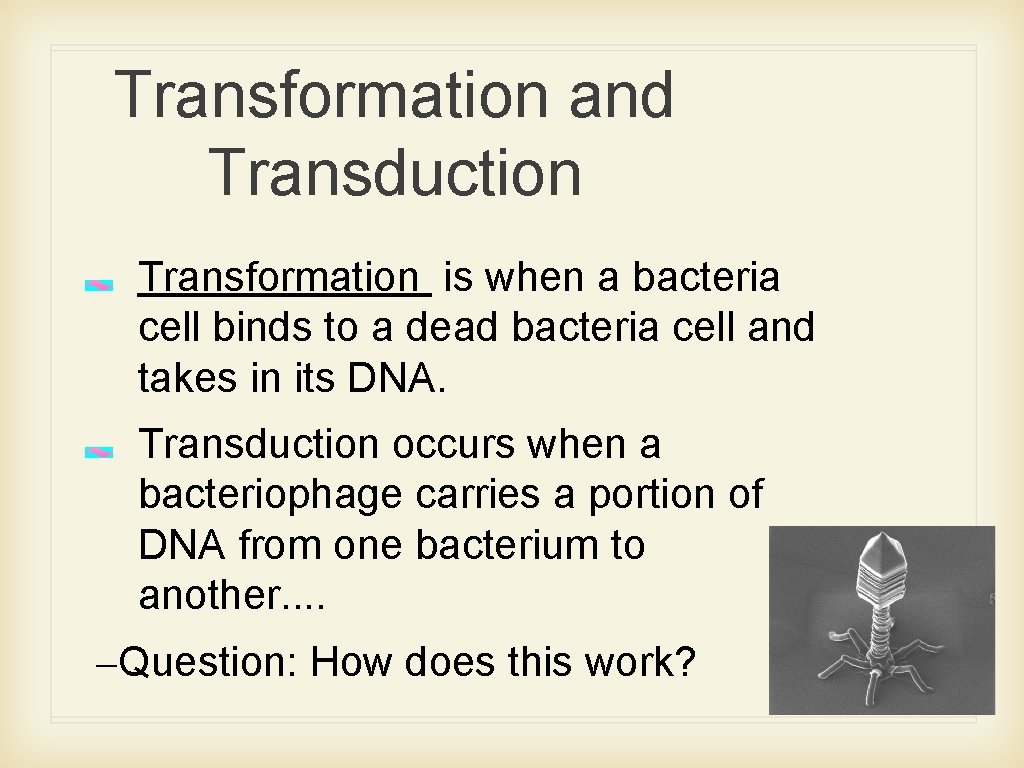 Transformation and Transduction Transformation is when a bacteria cell binds to a dead bacteria