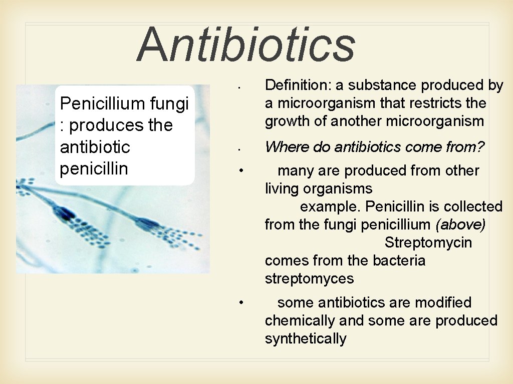Antibiotics • Penicillium fungi : produces the antibiotic penicillin • Definition: a substance produced