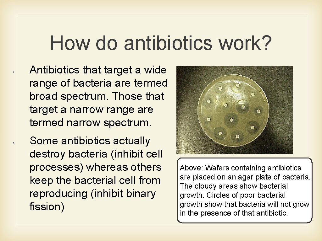 How do antibiotics work? • • Antibiotics that target a wide range of bacteria