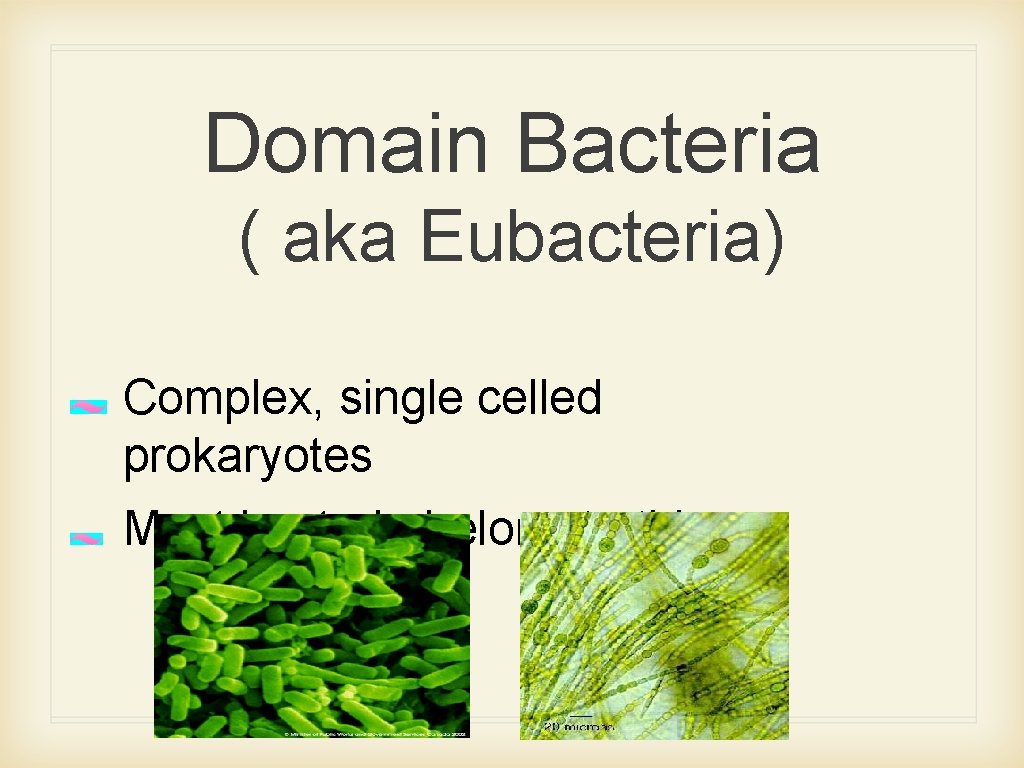 Domain Bacteria ( aka Eubacteria) Complex, single celled prokaryotes Most bacteria belong to this