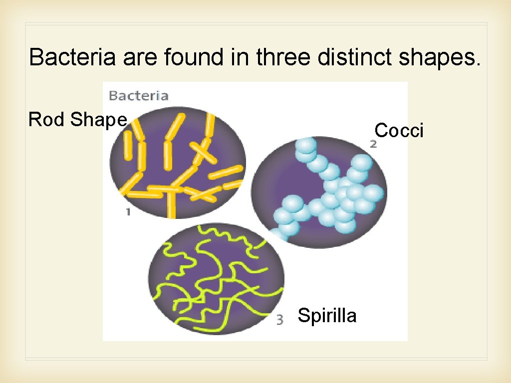 Bacteria are found in three distinct shapes. Rod Shape Cocci Spirilla 