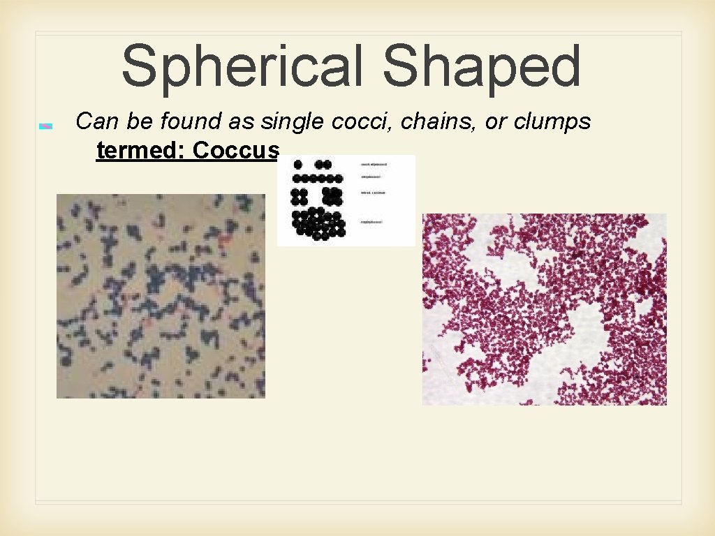 Spherical Shaped Can be found as single cocci, chains, or clumps termed: Coccus 