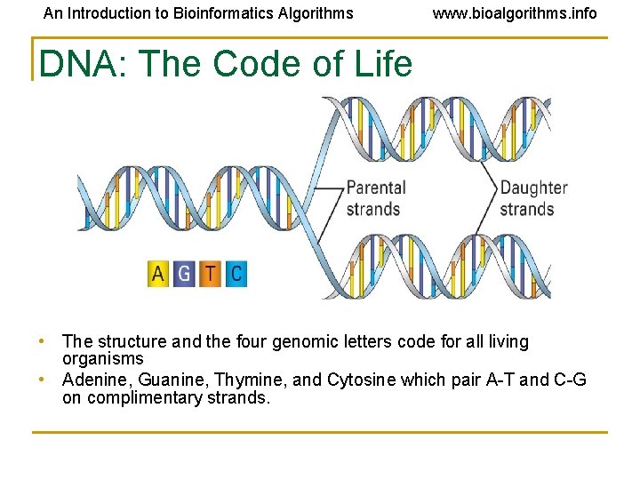 An Introduction to Bioinformatics Algorithms www. bioalgorithms. info DNA: The Code of Life • An Introduction to Bioinformatics Algorithms www. bioalgorithms. info DNA: The Code of Life •