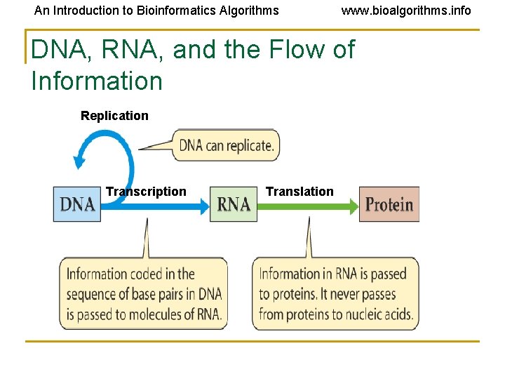 An Introduction to Bioinformatics Algorithms www. bioalgorithms. info DNA, RNA, and the Flow of An Introduction to Bioinformatics Algorithms www. bioalgorithms. info DNA, RNA, and the Flow of