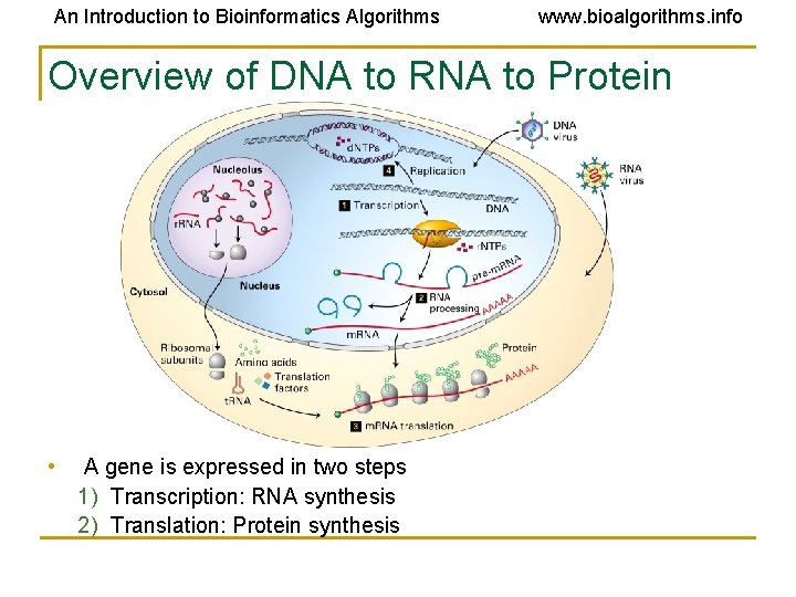 An Introduction to Bioinformatics Algorithms www. bioalgorithms. info Overview of DNA to RNA to An Introduction to Bioinformatics Algorithms www. bioalgorithms. info Overview of DNA to RNA to