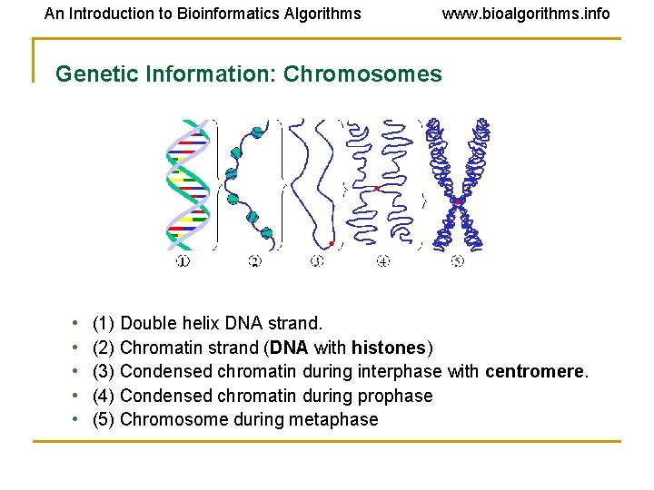 An Introduction to Bioinformatics Algorithms www. bioalgorithms. info Genetic Information: Chromosomes • • • An Introduction to Bioinformatics Algorithms www. bioalgorithms. info Genetic Information: Chromosomes • • •