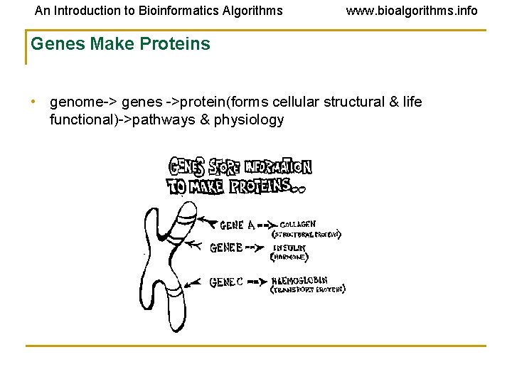 An Introduction to Bioinformatics Algorithms www. bioalgorithms. info Genes Make Proteins • genome-> genes An Introduction to Bioinformatics Algorithms www. bioalgorithms. info Genes Make Proteins • genome-> genes
