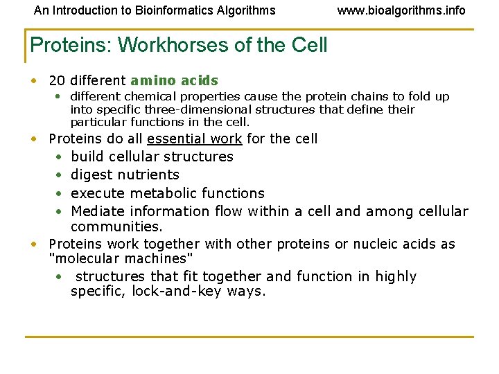 An Introduction to Bioinformatics Algorithms www. bioalgorithms. info Proteins: Workhorses of the Cell • An Introduction to Bioinformatics Algorithms www. bioalgorithms. info Proteins: Workhorses of the Cell •