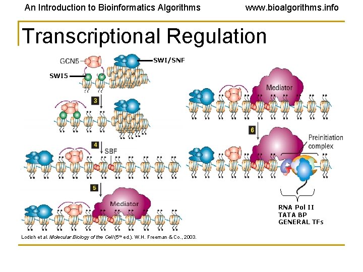 An Introduction to Bioinformatics Algorithms www. bioalgorithms. info Transcriptional Regulation SWI/SNF SWI 5 RNA An Introduction to Bioinformatics Algorithms www. bioalgorithms. info Transcriptional Regulation SWI/SNF SWI 5 RNA