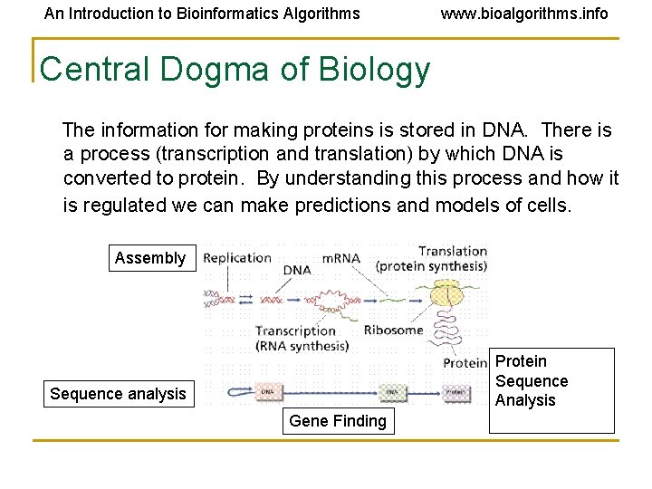 An Introduction to Bioinformatics Algorithms www. bioalgorithms. info Central Dogma of Biology The information An Introduction to Bioinformatics Algorithms www. bioalgorithms. info Central Dogma of Biology The information
