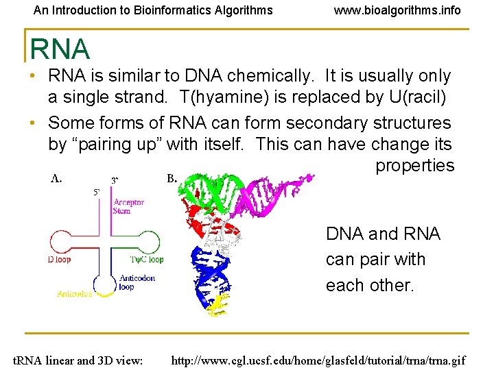 An Introduction to Bioinformatics Algorithms www. bioalgorithms. info RNA • RNA is similar to An Introduction to Bioinformatics Algorithms www. bioalgorithms. info RNA • RNA is similar to