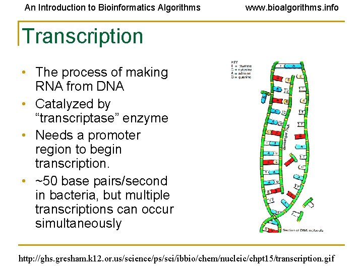An Introduction to Bioinformatics Algorithms www. bioalgorithms. info Transcription • The process of making An Introduction to Bioinformatics Algorithms www. bioalgorithms. info Transcription • The process of making