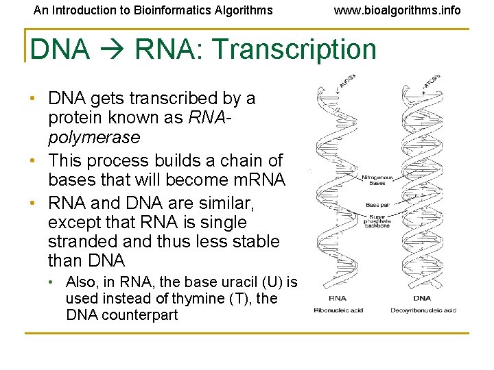 An Introduction to Bioinformatics Algorithms www. bioalgorithms. info DNA RNA: Transcription • DNA gets An Introduction to Bioinformatics Algorithms www. bioalgorithms. info DNA RNA: Transcription • DNA gets