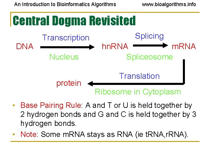 An Introduction to Bioinformatics Algorithms www. bioalgorithms. info Central Dogma Revisited DNA Transcription Nucleus An Introduction to Bioinformatics Algorithms www. bioalgorithms. info Central Dogma Revisited DNA Transcription Nucleus