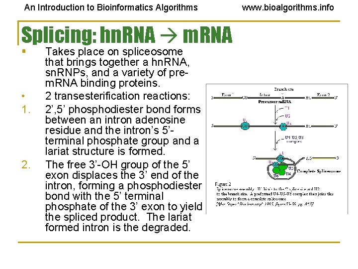 An Introduction to Bioinformatics Algorithms Splicing: hn. RNA m. RNA § • 1. 2. An Introduction to Bioinformatics Algorithms Splicing: hn. RNA m. RNA § • 1. 2.
