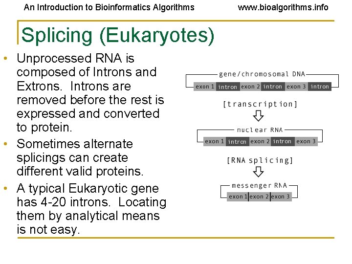 An Introduction to Bioinformatics Algorithms Splicing (Eukaryotes) • Unprocessed RNA is composed of Introns An Introduction to Bioinformatics Algorithms Splicing (Eukaryotes) • Unprocessed RNA is composed of Introns