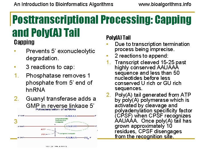 An Introduction to Bioinformatics Algorithms www. bioalgorithms. info Posttranscriptional Processing: Capping and Poly(A) Tail An Introduction to Bioinformatics Algorithms www. bioalgorithms. info Posttranscriptional Processing: Capping and Poly(A) Tail
