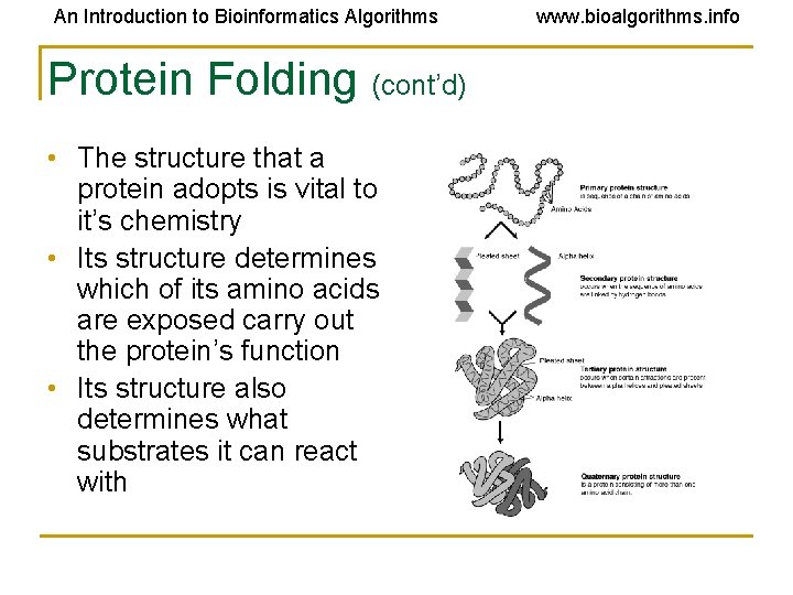 An Introduction to Bioinformatics Algorithms Protein Folding (cont’d) • The structure that a protein An Introduction to Bioinformatics Algorithms Protein Folding (cont’d) • The structure that a protein