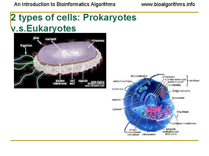 An Introduction to Bioinformatics Algorithms 2 types of cells: Prokaryotes v. s. Eukaryotes www. An Introduction to Bioinformatics Algorithms 2 types of cells: Prokaryotes v. s. Eukaryotes www.