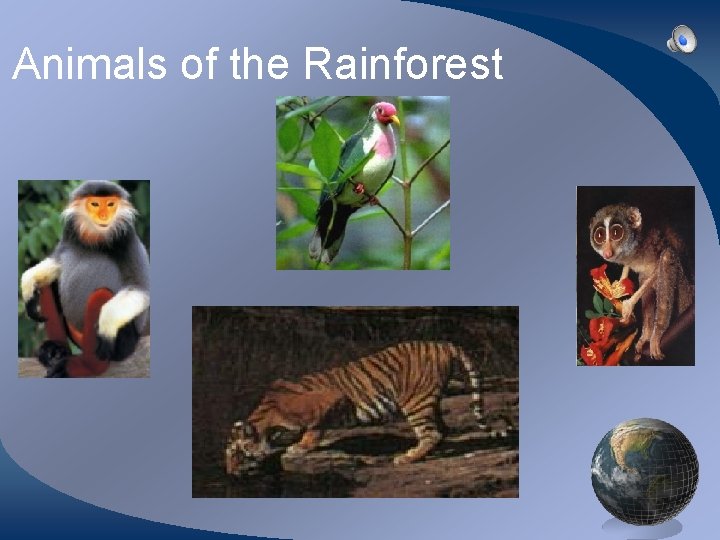 Animals of the Rainforest 